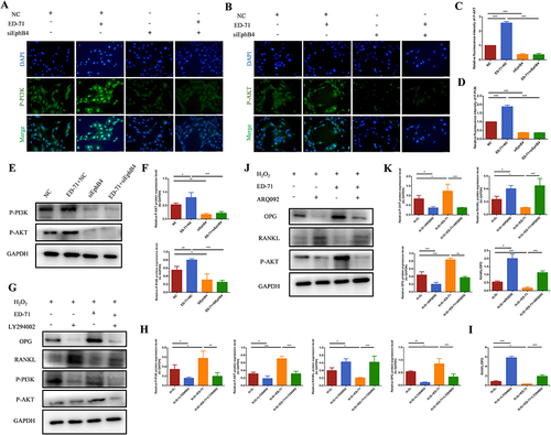 Figure 7 ED-71 decreases the RANKL/OPG ratio through the EphB4-PI3K/AKT axis. (A and B) The immunofluorescence staining of P-PI3K and P-AKT in MC3T3-E1 cells after SIEphB4 induction. Bar, 75 μm. (C and D) The statistical analysis of fluorescence intensity in MC3T3-E1 cells in NC, ED-71+NC, SiEphB4, and ED-71 + SiEphB4 groups. All groups were stimulated by H2O2 for 2 hours. (E) The protein level of P-PI3K and P-AKT in MC3T3-E1 cells were detected by Western blot. (F) The statistical analysis of Western blot results. (G) The protein level of P-PI3K, P-AKT, RANKL and OPG in MC3T3-E1 cells after being treated with LY294002(PI3K inhibitor) on the day 7 of osteogenic induction. (H) The statistical analysis of Western blot results in MC3T3-E1 cells in H2O2, H2O2+ LY294002, H2O2 + ED-71and H2O2 + ED-71+ LY294002 groups. (I) Relative ratio of RANKL to OPG in the protein level. (J) The protein level of P-AKT, RANKL and OPG in MC3T3-E1 cells after being treated with ARQ092 (AKT inhibitor) on the day 7 of osteogenic induction. (K) The statistical analysis of the P-AKT, RANKL and OPG Western blot results and relative ratio of RANKL to OPG in the protein level in MC3T3-E1 cells in H2O2, H2O2+ ARQ092, H2O2 + ED-71 and H2O2 + ED-71+ ARQ092 groups. All experiences were carried out by at least 3 times and data were expressed as mean ± SD. *P<0.05. **P<0.01. ***P<0.001. H2O2+ LY294002, H2O2+ PI3K inhibitor; H2O2 + ED-71+ LY294002, H2O2+ ED-71+PI3K inhibitor; H2O2+ ARQ092, H2O2+ AKT inhibitor; H2O2 + ED-71+ ARQ092, H2O2+ ED-71+ AKT inhibitor.