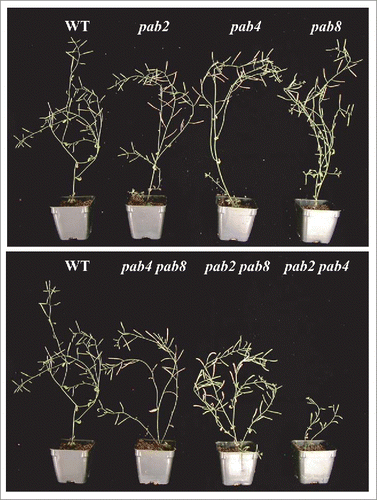 Figure 3. The effect of pab mutants on inflorescence growth. Flowering wild-type and class II PABP mutant plants with the inflorescence displayed.