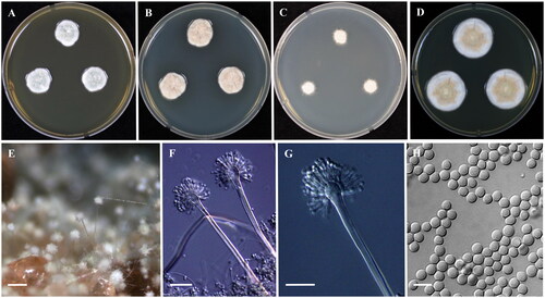 Figure 3. Morphology of Aspergillus griseoaurantiacus (KACC 47392). (A-D) Colonies grown on MEA, CYA, DG18 and YES media after 7 days at 25 °C from left to right. (E) Conidial head on MEA, (F,G) Conidiophores with conidial head & (H) Conidia. Scale bars: E = 125 µm, F, G = 25 µm, H = 5 µm.