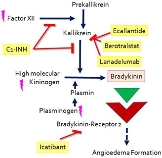 Figure 1. A simplified overview of the presumed pathomechanism and mode of action of drugs approved for HAE-1 and HAE-2, acute and prophylactic treatment. The drugs are marked in yellow, pink lightnings mark known mutations leading to HAE-nC1-INH.