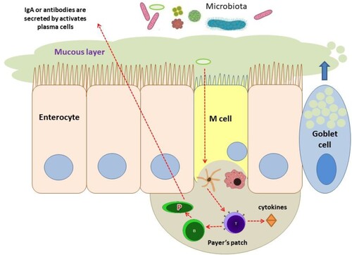 Figure 1. Schematic presentation of small intestine. Particles may enter the intestinal barrier from the small intestine lumen through microfold cells (M-cells) that present them to immunological cells (i.e. dendritic cells) in the lamina propria and the Peyer’s patches. Peyer’s patches are rich in T cells, macrophages, and activated antibody-secreting B and plasma cells. The single layer of the intestinal epithelium is protected by mucus produced by Goblett cells and containing mucin glycoproteins where immunoglobulin A (IgA) and antimicrobial peptides prevent interaction of microbiota with the cell surface. Disruption of the intestinal barrier leads to the secretion of pro-inflammatory cytokines by T-cells (adopted from [Citation29]).