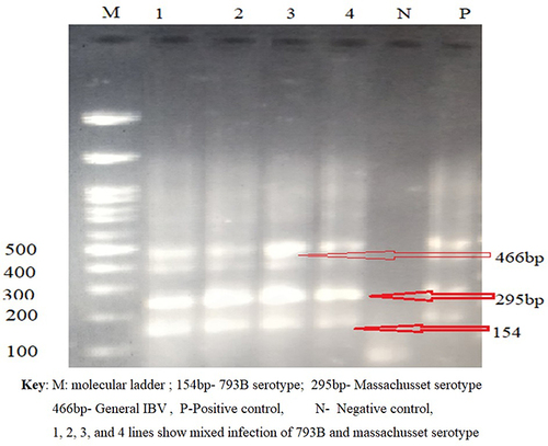 Figure 5 IBV serotypes detected by species specific primers using nested PCR.