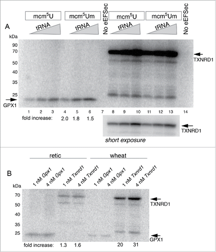 Figure 3. In vitro translation of GPX1 and TXNRD1 in wheat germ lysate using purified 75Se-labeled Sec-tRNA[Ser]Sec. (A) A range of mcm5U and mcm5Um Sec-tRNA[Ser]Sec amounts from 2000–6000 cpm were added to wheat germ in vitro translation reactions programmed with 4 nM of either GPX1 (lanes 1–7) or TXNRD1 mRNA (lanes 8–14). The fold increase in GPX1 and TXNRD1 translation as a function of the presence of mcm5Um Sec-tRNA[Ser]Sec is indicated below. (B) 1 and 4 nM GPX1 or TXNRD1 mRNAs were translated in rabbit reticulocyte lysate and wheat germ lysate. The fold increase of GPX1 and TXNRD1 in reticulocyte lysate vs. wheat germ lysate is indicated below.