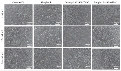 Figure 2. Representative light micrographs of cells after 1 d of incubation in extraction media of unmodified and modified cements. Cells in 1 h extraction media from modified cements showed signs of apoptosis, i.e. cell shrinkage and round cell morphology. Cell morphology in 12 h and 24 h extracts was comparable to extracts of the unmodified cements as well as the control group (the latter is not shown).