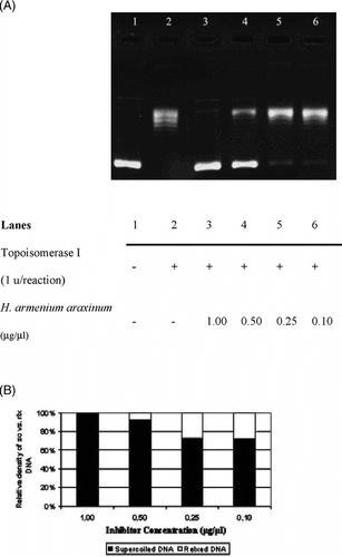 Figure 2 Interfering activities of selected Helichrysum. taxa on DNA topoisomerase I. (A) Agarose gel photograph of the plasmid supercoil relaxation assays in the presence of varying concentrations of H. armenium araxinum.. Lane 1, pBR322 plasmid DNA without enzyme; lane 2, supercoil relaxation with 1 unit of DNA topoisomerase I; lanes 3–6; same as lane 2 in the presence of decreasing concentrations of H. pallasii. extracts (1.0 to 0.1 µg/µl). (B) Quantitative assesment of dose-dependence of the inhibition obtained with H. armenium araxinum.. The percent of sc versus rlx DNA density is shown for each bar. See “Materials and Methods” for the details of sample treatments and gel electrophoresis conditions.