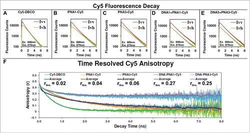 Figure 5. Fluorescence decay and anisotropy of Cy5 labeled γ-PNA hybridized to a DNA nanocage. (A–E) Plot of the parallel (Ivv) and perpendicular (Ivh) fluorescence decay of Cy5 free in solution (A), when conjugated to γ-PNA1 (B) or γ-PNA3 (C) and when conjugated to PNA and hybridized into DNA1 nanocage (D) or DNA3 nanocage (E), respectively. Panel (F): The anisotropy for each data point of the decays, shown in panels A–E, was calculated as described in the Supporting Information, Materials and Methods section, and the results are plotted here. The central moving average for each dataset is reported in the same plot for clarity.