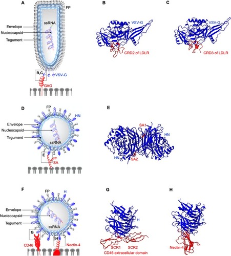 Figure 2 Structures of enveloped, RNA oncolytic viruses in complex with their cellular receptors. (A) Schematic diagram of vesicular stomatitis virus. (B and C) Vesicular stomatitis virus (VSV) surface glycoproteins (VSV-G) identify and interact with cysteine-rich domains (CRD) on low-density lipoprotein receptors (LDLR) expressed in cancer cells. Different CRDs interact with VSV-G at identical locations as evident from crystal structures arranged in the same orientation (PDB: 5OLY and 5OY9). (D) Schematic diagram of Newcastle disease virus (NDV). (E) Newcastle disease virus (NDV) surface protein hemagglutinin-neuraminidase (HN) exploits cell surface sialic acid (SA) as the cellular receptors. Two SA binding sites exist on HN dimers, SA1, and SA2 (PDB: 1USR). (F) Schematic diagram of Measles virus (MV). (G and H) measles virus (MV) H binds CD46 short consensus repeats (SCR) 1, SCR2, SCR1-2 interface (PDB: 3INB) and domain 1 of nectin-4 (PDB: 4GJT).