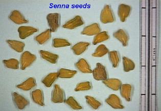 Figure 2 Macroscopic characters of seed.