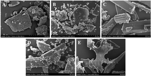 Figure 4. Scanning electron micrographs of different samples. (A) β-CD; (B) CDP; (C) coixol; (D) physical mixture of CDP and coixol; (E) coixol-CDP inclusion compound.