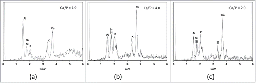 Figure 11. EDX of commercial GIC modified by wollastonite and MTA: (A) GIC (B) 20% wollastonite (C) 20% MTA. The specimen was immerged in the SBF for 14 d at 37°C.