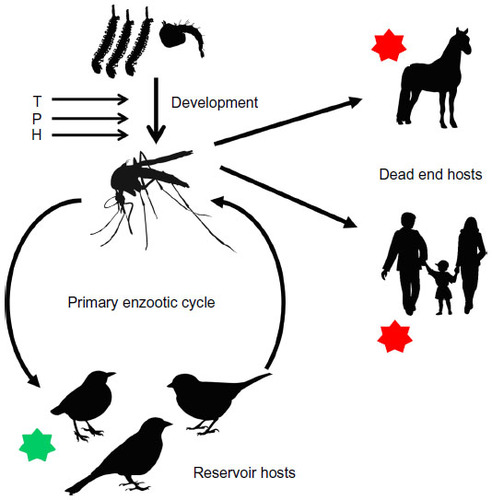 Figure 2 Eco-epidemiology of WNV.