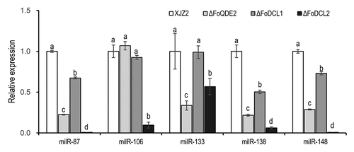 Figure 3. Expression of the milRNAs in different gene deletion mutants involved in the sRNA biogenesis pathway in Fusarium oxysporum f. sp. cubense. Transcriptional levels of the infection-induced milRNAs were detected by qRT-PCR. A Duncan’s multiple range test was used for significant analysis. Error bars indicate S. D. (n = 3). Different letters on the bars indicate significant differences at the level of α = 0.01.