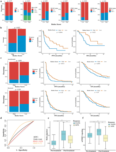 Figure 8. Impact of metabolic phenotypes on response to ICIs in lung adenocarcinoma. (a) Distribution of tTMB, PD-L1 expression, KEAP1/STK11/EGFR/KRAS status in high and low redox score groups. (b) Comparison of response rate, PFS, and OS between high and low redox score groups in patients receiving immunotherapy in Ravi cohort. (c) Comparison of response rate, PFS, and OS between high and low redox score groups in OAK cohort patients receiving atezolizumab (upper) or docetaxel (lower). (d) ROC curve analysis comparing redox score (low vs. high), PD-L1 TPS (<1% vs. >1%), and tTMB (<16 vs. ≥16) in predicting responders to atezolizumab. (e) Changes of redox signature between pre-treatment and post-treatment or between patients achieved NMPR and MPR in neoadjuvant immunochemotherapy cohort. (f) Changes of mTORC1 signaling between pre-treatment and post-treatment or between patients achieved NMPR and MPR in neoadjuvant immunochemotherapy cohort. tTMB, tissue tumor mutation burden; PFS, progression-free survival; OS, overall survival; NMPR, non-major pathological response; MPR, major pathological response.