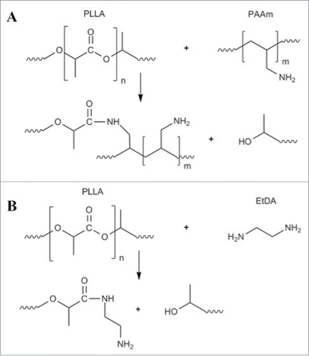 Figure 1. PLA aminolysis reaction involving (A) polyallylamine (PAAm) and (B) ethylenediamine (EtDA).