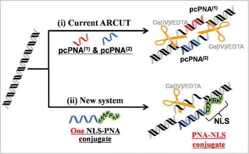 Figure 11. Schematic representations of (i) site-selective DNA cutter using 2 pcPNA strands (the first-generation ARCUT) and (ii) new DNA cutter using only one strand of NLS-attached conventional PNA. The NLS was directly attached to the C-terminus of conventional PNA bearing no pseudo-complementary bases. Reproduced by permission from ref. 60.