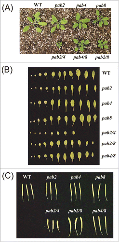 Figure 2. Growth characteristics of pab mutants. (A) Growth of class II single and double PABP mutants at 3.5 weeks just before the appearance of the inflorescence relative to wild-type plants. (B) All leaves from adult wild-type and mutant plants at the appearance of the inflorescence. (C) Mature siliques from adult wild-type and mutant plants.