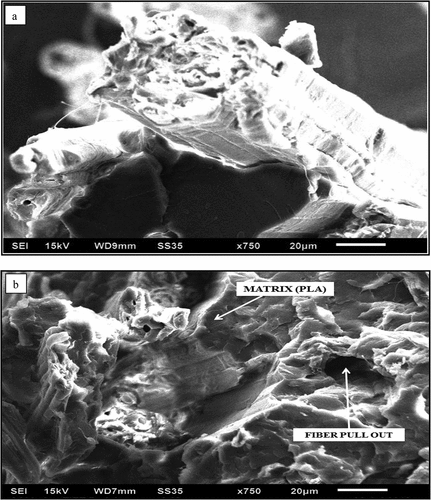 Figure 8. Tensile fractured Kenaf/PLA composite specimens as depicted in a SEM picture that was obtained at 170°C with a) 35% fiber volume percent, b) 50% fiber volume percent at 750× magnification respectively.