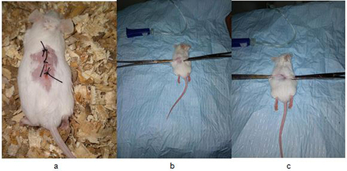 Figure 2 Photograph of incision wound. (a) On the day of wound creation; (b) water flow technique; (c) measuring breaking strength.