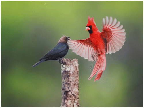 Figure 5. Northern Cardinal attacks a brood parasitic Brown-headed Cowbird; photo credit: Bill Draker.