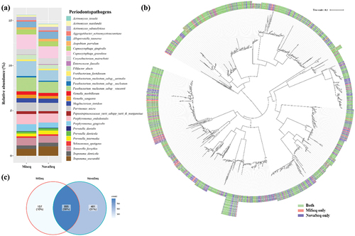 Figure 6. Comparison of various periodontopathogens detected by MiSeq and NovaSeq. (a) Relative abundance of various periodontopathogens at species level, (b) Phylogenetic trees based on OTU sequences assigned as periodontopathogens. The tree was reconstructed using the neighbor-joining method from a distance matrix constructed from aligned sequences. (c) Number of OTUs that were detected by either MiSeq or NovaSeq.