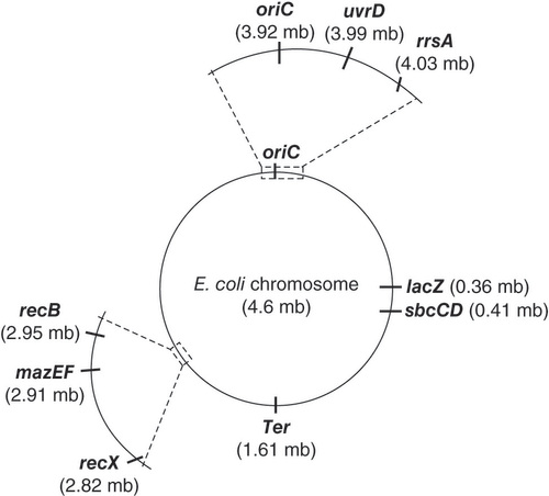 Figure 6. The Escherichia coli chromosome illustrating the genomic loci of the selected genes used for gene expression analysis.The site of double-strand breaks induction at the chromosomal lacZ locus is also shown.