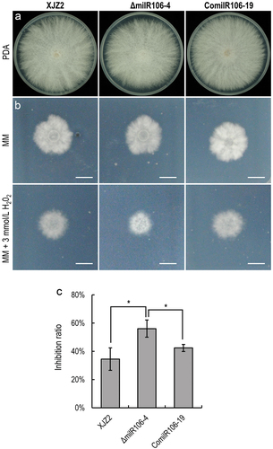 Figure 5. Characterization of milR106-deleted mutant and complemented strains in Fusarium oxysporum f. sp. cubense. (a) Colony morphology of the WT strain XJZ2, the ΔmilR106 mutant (ΔmilR106-4), and milR106 complemented strain ComilR106-19 on PDA plates. (b) Mycelial sensitivity to H2O2. Mycelial growth of the above strains was measured at MM and MM with 3 mmol/L H2O2. Bar=1 cm. (c) Percentage of mycelial growth inhibition by H2O2. A Student’s t-test was used for significant analysis. *, p < 0.05. Error bars indicate S.D. (n = 3).