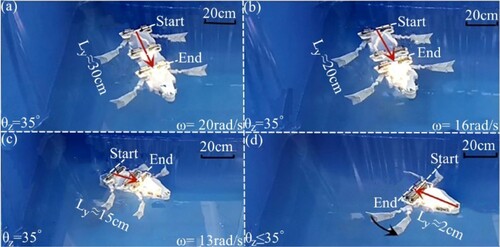 Figure A8. Experimental tests of swimming in water for a robot based on passive folding type flippers: (a) angular velocity (ω) of flipper swinging is 20 rad/s for both sides; (b) angular velocity (ω) of flipper swinging is 16 rad/s for both sides; (c) angular velocity (ω) of flipper swinging is 13 rad/s for both sides; and (d) backward swimming test is generated during the recovery phase. (Ly in figure (a-c) represents the distance the robot swam forward; Ly in Figures (d) represents the distance the robot swims backwards).