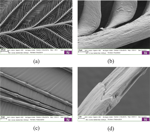 Figure 4. Scanning electron micrographs of chicken feathers: whole feather (a), rachis and barb (b), barbules (c and d).