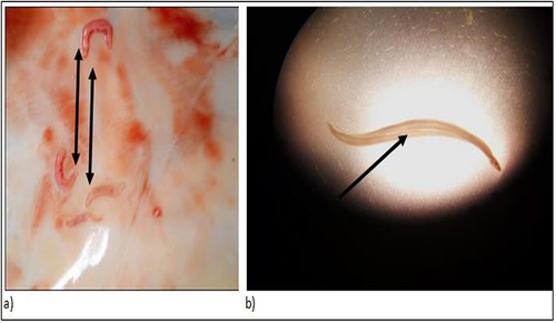 Figure 3 As shown the black arrows, the gross (a) and microscopic (b) structures of Schistosoma worms postmortem at abattoirs.