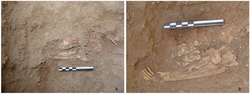 Figure 7. Animal deposits in contexts A) 11025 (ovicaprini: fragment of maxilla) and B) 11026 (ovicaprini: fragment of mandible).