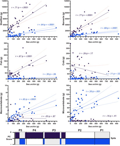 Figure 6. Linear regression of Makpan terrestrial (micro- and macro-vertebrate) and marine (shellfish, barnacle, fish, and crab) fauna compared to sea urchin assemblage by weight (g) for each spit. Results of the statistical analyses (Pearson’s r) of the Makpan sea urchin assemblage by spit (n = 68) comparing to the other faunal groups, subdivided into Group A (positive PC score, Purple) and Group B (negative PC score, Blue). The “r” indicates “Pearson’s correlation coefficient.” Bar at bottom shows Groups A and B correlation to Phase 1–5. See Supplementary Information S3 and S7 for further results of this analysis.