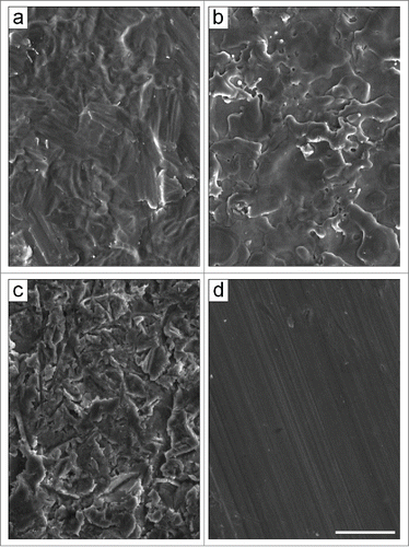 Figure 1. Scanning electron micrographs of the pure titanium substrates. The different surface topographies were obtained by using: (A) acid etching (TAN), (B) electro-erosion processing (TE0N), (C) sandblasting (TS0N), and (D) machine-tooling (TU0N). Note the parallel grooves on the TU0N substrates. Scale bar: 25 μm.
