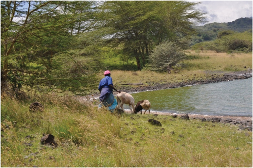 Figure A2. One of the residents captured grazing their livestock on the eastern side of Lake Big Momella shoreline, Tanzania (January 2021).