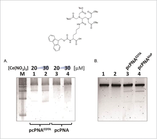 Figure 10. Site-selective scission of DNA by pcPNAs using the cutters prepared by in situ oxidation of Ce(III). (A) DNA scission with EDTA-bearing pcPNA. Lanes 1 and 2, pcPNA-5EDTA/pcPNA-6EDTA; Lanes 3 and 4, pcPNA-5/pcPNA-6. Lane M, 1,000 bp ladder. Reaction conditions: [DNA] = 4 nM, [each pcPNA] = 100 nM, [NaCl] = 100 mM at pH 7.0 and 50°C for 17 h under air. The conjugates were prepared using the monomer presented at the top of this figure. (B) Comparison of the effect of EDTA ligand with bisP ligand ([Ce(NO3)3] = 30 μM). Lane 1, DNA only; Lane 2, + Ce(III) only; Lane 3, pcPNA-5EDTA/pcPNA-6EDTA + Ce(III); Lane 4, pcPNA-5bisP/pcPNA-6bisP + Ce(III). In all the conjugates, the ligand was attached to the N-terminus of pcPNA. Reproduced from ref. 53.