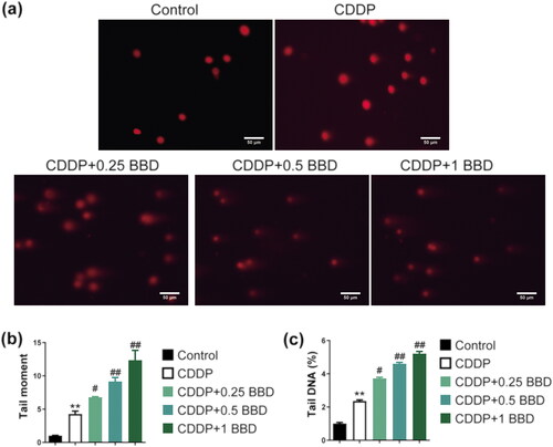 Figure 2. Babaodan (BBD) promoted the effect of cisplatin on DNA damage in cholangiocarcinoma cells (CCAs). (a) characteristic photos showed the DNA damage (×400, scale bar = 50 μm). The comet assay measured (b) the tail moment and (c) the percentage of tail DNA. The combination of cisplatin and BBD increased them compared to cisplatin alone (n = 3). (mean ± standard deviation) *p < 0.05, **p < 0.01, vs. control group; #p < 0.05, ##p < 0.01, vs. CDDP group.
