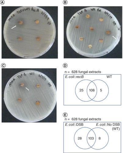 Figure 1. Screening for double-strand break-inducing and double-strand break repair-inhibiting extracts against Escherichia coli.(A) Representative image illustrating the antibacterial activity of DSB-inducing (iDSB) extracts. (B) Representative image illustrating the antibacterial activity of DSB repair-inhibiting (DSBRi) extracts. (C) Representative image illustrating extracts exhibiting antibacterial activity against the control Escherichia coli strain. (D) Extracts exhibiting antibacterial activity via induction of DSBs. (E) Extracts exhibiting antibacterial activity via inhibition of DSB repair. E. coli::recB represents an E. coli strain containing a mutation in the recB gene, which renders the strain susceptible to DNA DSBs. E. coli::DSB represents a strain of E. coli that contains a genetic system for inducing a site-specific DNA DSB at the lacZ locus of the chromosome [Citation11]. E. coli::No DSB, which is also the WT strain, represents the control E. coli strain that is unable to induce the site-specific DNA DSB at the lacZ locus and has no mutation in the recB gene. White arrows show visible zones of inhibition.DSB: Double-strand break; WT: Wild-type.