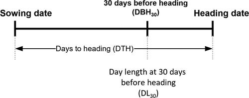Figure 1. Definitions of the measures for characterization of heading date in this study. The details are described in the materials and methods section.