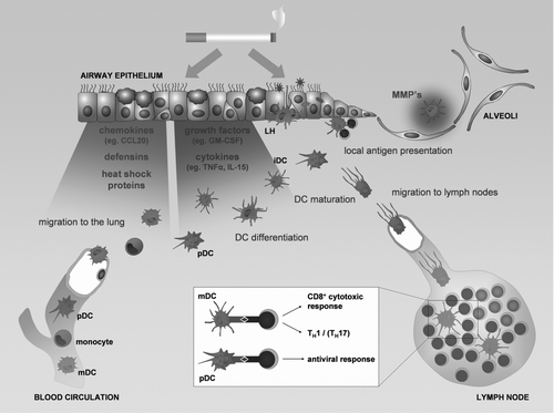 Figure 2 The role of dendritic cells in the pathogenesis of COPD. Chemokines, defensins and heath shock proteins produced by the lung tissue in response to the damaging effect of cigarette smoke attract circulating dendritic cells precursors (blood myeloid dendritic cells (mDC), plasmacytoid dendritic cells (pDC) and monocytes). The differentiation of the DC precursors into different subsets will be modulated by the growth factors and cytokines released by the damaged lung tissue, resulting in an altered DC population in the lung with increased numbers of Langerhans type DCs (LH). Together with the interstitial type DCs (iDC) and the pDCs, they sample antigens and sense for danger signals in the mucosal area. Maturing DCs migrate towards the lymph nodes where they present antigens to lymphocytes and orchestrate the outcome of the adaptive immune response. DCs can also present their antigens locally in the airway mucosa. The process of maturation can be directly attenuated by cigarette smoke. The altered DC population can skew the adaptive immune response towards a T helper 1, CD8+ cytotoxic T cell or T helper 17 profile. In addition DCs can contribute to the protease-antiprotease imbalance by producing metalloproteinases (MMP's), involved in the development of emphysema.