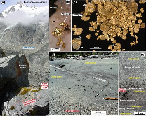 Figure 4. Geological features of the active components of Southern Alps goldfield. A, An example of source area (Callery valley; Figure 1B) for erosion of Plio-Pleistocene orogenic gold from uplifted schist basement. B, Example of eroded orogenic gold in a quartz vein cobble. C, Coarse fluvial gold from a small mine located at the break in slope immediately upstream of Alpine Fault (Whataroa River; Figure 1A). Some particles retain remnants of host vein quartz (Qtz). D, Active beach placer concentrations of gold-bearing heavy mineral sands (dark streaks). E, Section through modern beach sand, showing several subsurface heavy mineral layers.