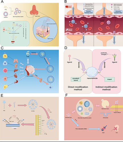 Figure 3 Mechanism of improving the solubility of insoluble drugs through nano drug delivery systems. (A) Transnasal administration using liposome nanodelivery system. (B) The mechanism of receptor mediated transport and adsorption mediated transport breaking through the blood-brain barrier. (C) Surface modification technology to improve drug targeting. (D) Direct and indirect modification methods. (E) Transferrin and Tamoxifen Modified Polymer Dendritic Polymer PAMAM for the Treatment of Brain Glioma. (F) Carrier mediated technology.