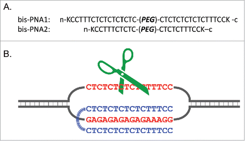 Figure 14. Triple-helix forming bis-PNAs (A) and site-selective scission of double-stranded DNA by combining bis-PNA with Ce(IV)-EDTA (B). The single-stranded homopyrimidine sequence (the upper strand of DNA in (B) is hydrolyzed by the Ce(IV)-EDTA, and this primary scission promotes the hydrolysis of the counterpart homopurine sequence. The linker portion (PEG) is a consecutive linkage of 3 residues of 8-amino-3,6-dioxaoctanoic acid and K stands for a lysine residue. Reproduced by permission from ref. 66.