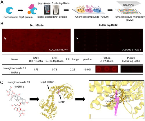 Figure 4. Targeting effect of NGR1 on Drp1, verified using small-molecule microarray chips. (A) Flow chart of small-molecule microarray chips used for screening interactions with Drp1. (B) Display of chip results. From left to right are the chip scan of experimental sample Drp1-biotin and global chip scan of control sample 6× His-tag biotin; chip results are analysed in the table below. (C) From left to right, the structural formula of NGR1, overall structural diagram of NGR1 docking to Drp1 (yellow portion is Drp1, pink portion is small molecule NGR1), and local diagram of the specific interaction sites.