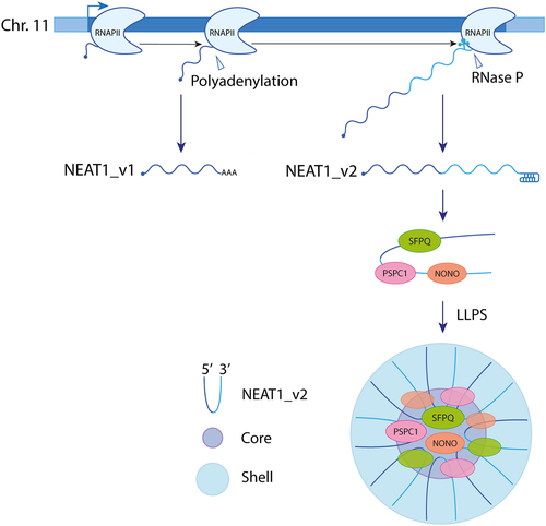 Figure 1. Formation of paraspeckles. RNA polymerase II transcribes two overlapping isoforms of NEAT1, namely NEAT1_v1 and NEAT1_v2, from the same gene locus on human chromosome 11 through alternative 3’ processing. Unlike the short NEAT1_v1 isoform, the long NEAT1_v2 lacks a polyA tail. NEAT1_v2 interacts with paraspeckle proteins, including members of the DBHS family (SFPQ, NONO, and PSPC1) to form an initial ribonucleoprotein. This RNP undergoes oligomerization and matures into a paraspeckle. Within the paraspeckle, NEAT1_v2 RNAs adopt a U-shaped structure with their 5’ and 3’ ends located in the peripheral region (shell) and their middle parts located in the central core.