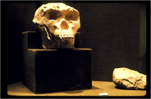 Figure 4. Skull and lower jaw of the Lantian Man (model), cranium unearthed in 1964 at Kungwangling village; lower jaw unearthed in 1963 at Chenchiawo village. Courtesy of National Gallery of Art, Washington, DC, Gallery Archives.