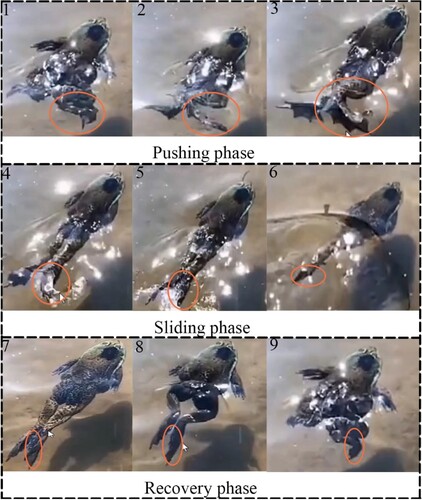 Figure 4. Motion mechanism of frog flippers during the paddling process.