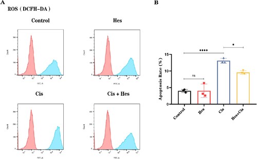 Figure 6. Hesperidin reduces cisplatin-induced reactive oxygen species (ROS) accumulation in HEI-OC1 cells. (A) and (B) Quantification of ROS levels by flow cytometry. ****p < 0.0001.