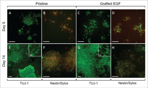 Figure 6. Representative Fluorescent imaging of NSLCs cultured after 5 d (A-D) or 14 d (E-H) of culture on pristine and EGF-grafted mats. Cells were positively stained for ßIII-Tubulin (A, E, C, G) and nestin (B, F, D, H) under continued proliferation conditions. Cell nuclei were labeled with SYTOX green (B, F, D, H). The scale bars correspond to 100 μm. When present, insets correspond to a 4x higher magnification of the corresponding image.