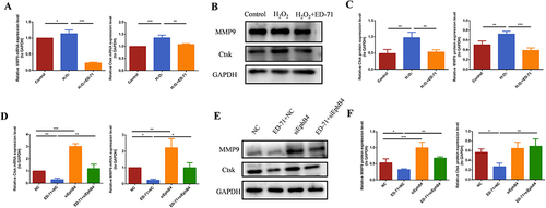 Figure 5 ED-71 inhibits osteoclasts differentiation through EphrinB2-EphB4-RANKL axis under indirect coculture conditions. (A) RAW264.7 cells were cocultured indirectly with CM containing the culture supernatant of MC3T3-E1 cells in Control, H2O2 and H2O2 + ED-71 groups for 7 days. The mRNA expression of MMP9 and Ctsk was detected by RT-PCR. (B) RAW264.7cells were cocultured indirectly with CM containing the culture supernatant of MC3T3-E1 cells in Control, H2O2 and H2O2 + ED-71 groups for 7 days. The protein level of MMP9 and Ctsk was detected by Western blot. (C) The statistical analysis of Western blot results. (D) RAW264.7 cells were cocultured indirectly with CM containing the culture supernatant for MC3T3-E1 cells in NC, ED-71+NC, SiEphB4, and ED-71 + SiEphB4 groups for 7 days. The mRNA expression of MMP9 and Ctsk in RAW264.7 cells were detected by RT-PCR. (E) The protein level of MMP9 and Ctsk in RAW264.7 cells were detected by Western blot. (F) The statistical analysis of Western blot results. All experiences were carried out by at least 3 times and data were expressed as mean ± SD.*P<0.05. **P<0.01. ***P<0.001. CM, conditioned medium; MMP9, Matrix metalloproteinase-9.