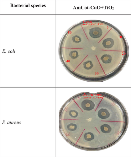 Figure 9. Optical pictures of AmCot-CuO+TiO2 antibacterial washing durability upto 50 laboratory wash cycles.