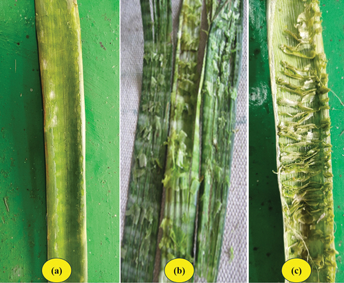 Figure 9. Processed leaf under three different types of secondary roller(a. combing roller b. serration roller c. WOSR).
